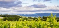 Paysage vignes &agrave; Gignac, printemps