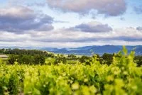 Paysage vignes &agrave; Gignac, printemps