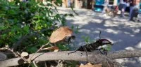 La F&ecirc;te de la Nature en Vall&eacute;e de l'H&eacute;rault