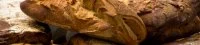 Artisanats gourmands