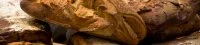 Artisanats gourmands