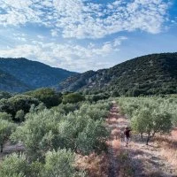 Atour de l'olive