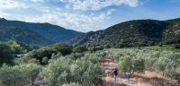 Atour de l'olive