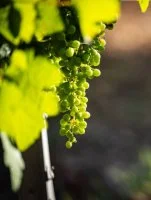 Vigneronnes