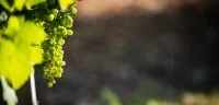 Vigneronnes