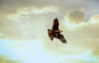 Gorges de l&rsquo;H&eacute;rault et fleuve, oiseaux, rapaces
