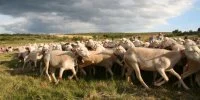 Transhumance 