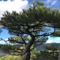 Pin de Salzmann, Saint-Guilhem-le-D&eacute;sert