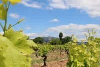 Vignes &agrave; Jonqui&egrave;res
