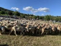 F&ecirc;te de la transhumance, Aumelas