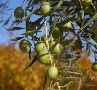 Autour de l'olive
