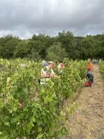 WEEKEND VENDANGES VIRGILE JOLY 6 SEPTEMBRE &copy; Domaine Virgile Joly