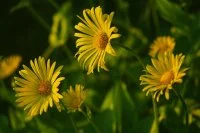ruslansikunov-flowers-8763039 &copy; pixabay