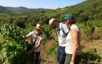 Visite &agrave; la vigne et commentaires sur son cycle de vie. &copy;Bardou_Noelle