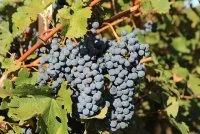 grape-g525c7aee9_640 &copy; Pixabay