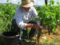 2019-domaine-de-l-aigueliere-montpeyroux-auguste01 &copy; domaine de l'aigueliere monteyroux