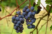 vine-g4e4d4f4ea_640 &copy; Pixabay