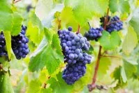 grappe-raisin-usine-vignes_1398-5010 &copy; FREEPICK