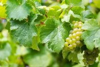 riesling-g7fe23a0b1_640 &copy; Pixabay
