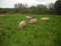Les cochons des Agriolles &copy; Les cochons des Agriolles