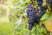 wine-gf8640ddab_640 &copy; Pixabay