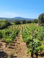 vigne Perpreze &copy; Domaine de Perpreze