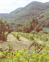 Vigne Domaine Supply Royer &copy; Domaine Supply Royer