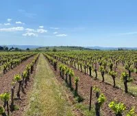 vigne mas origine &copy; Mas origine