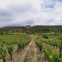 Aigueli&egrave;re vignes &copy; domaine de l'aigueliere montpeyroux