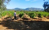 Les-vignes-flobusch-1200x734 &copy; Domaine Flo Busch