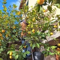 citron &copy; Le champ des sorbets