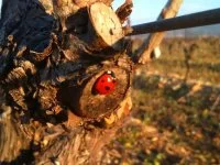 Vigne-Bio-coccinelle-domaine-nova-solis &copy; Domaine Novas Solis