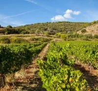 Vignes Alain Chabanon &copy; Domaine Alain Chabanon