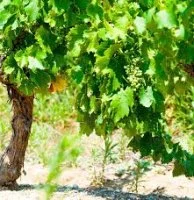 Vigne Domaine du Pioch &copy; Domaine du Pioch