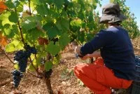 domaine alain chabanon (4) &copy; domaine alain chabanon