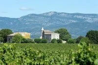 P&eacute;lican &agrave; Gignac &copy;Thillaye du Boullay