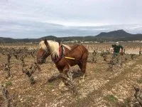 COSINUS LE COMTOIS &copy; Les clos d'elis