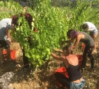 Vendanges 2019 &copy; les clos d'elis