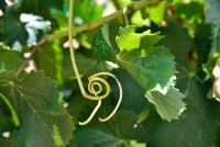 Domaine-clos-guilhem--Office-de-Tourisme &copy; Domaine Clos Guilhem 