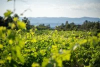 Vignes &copy; Vincent Bartoli