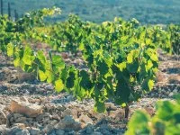 Domaine L'Hermas &copy; Diabolo Boh&egrave;me