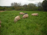 Les cochons des Agriolles © Les cochons des Agriolles