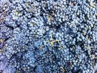 domaine de la barthassade  10 &copy; domaine de la barthassade aniane