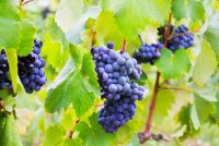 grappe-raisin-usine-vignes_1398-5010 © Freepick