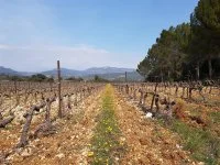 vignes2 &copy; mas du cayre