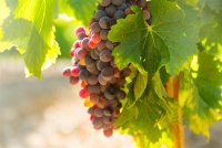 grapes at vineyards plant  in sunny  day  © Iakov Filimonov
