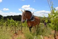 fons-sanatis-vin-nature-bulle &copy;Culturevin