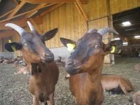 Cheptel (48) &copy; LA FERME DE LHORTS