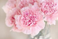carnation-1325012_640 © pixabay