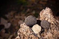 black-truffles-on-wood-2 © Freepik